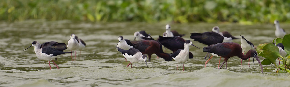 Wilson's Bird-of-Paradise (Diphyllodes respublica) in the Waigeo forest