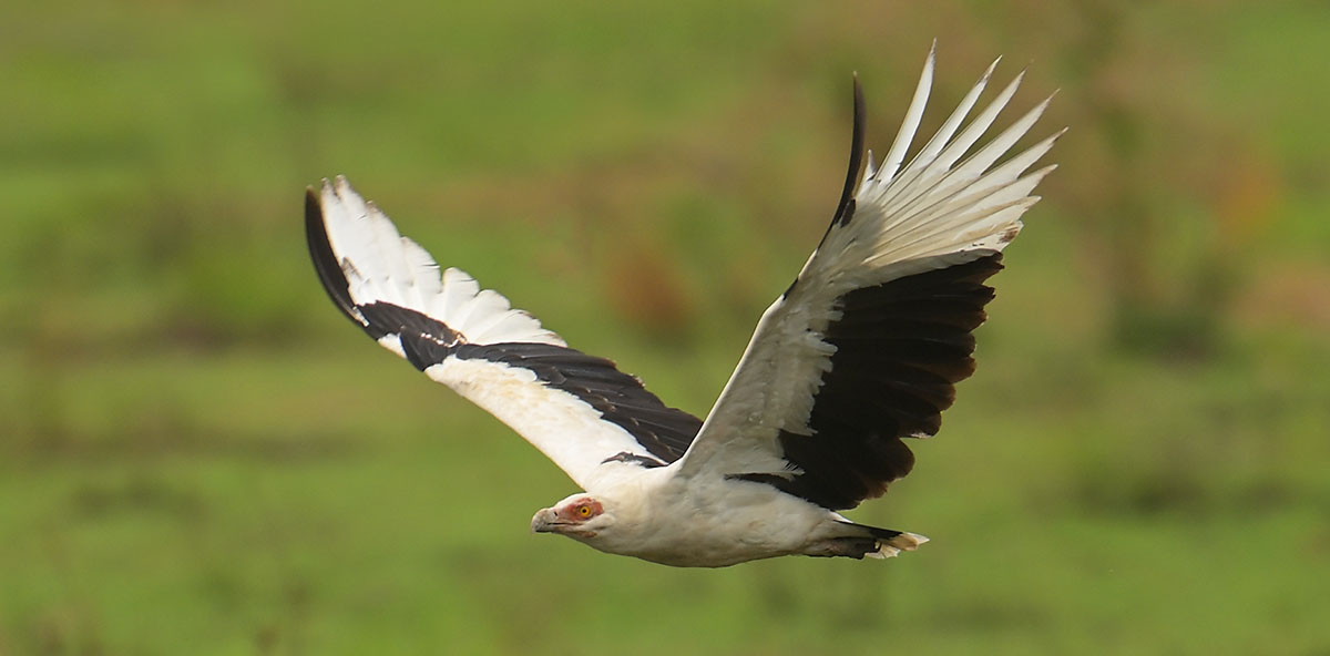 Palm-nut Vulture (Gypohierax angolensis) in Queen Elizabeth National Park