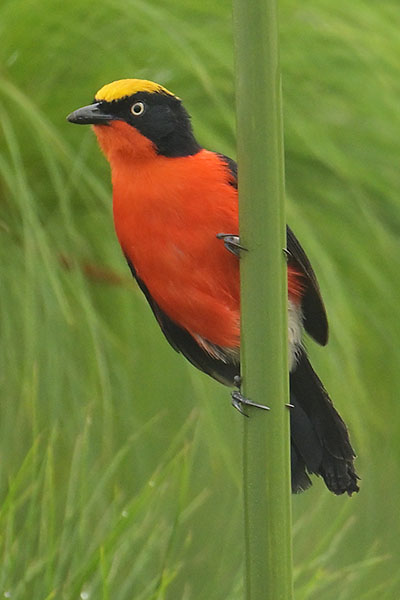 Papyrus Gonolek (Laniarius mufumbiri) in Queen Elizabeth National Park