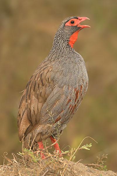 Red-necked Spurfowl (Pternistis afer) calling in Queen Elizabeth National Park