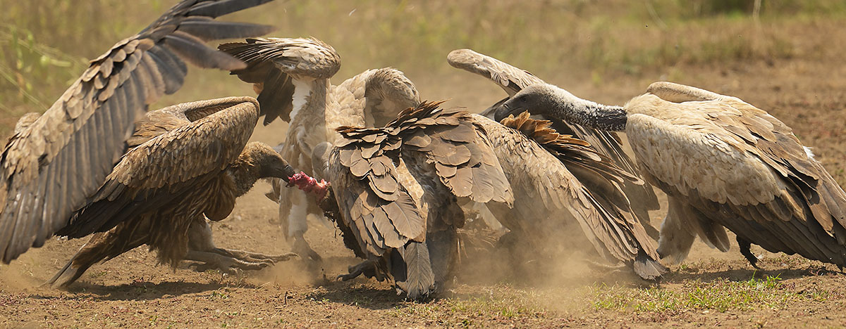  White-backed (Gyps africanus) and Ruppell's Griffon (Gyps rueppelli) vultures fighting over a carcass