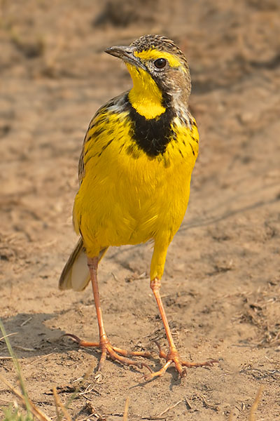Yellow-throated Longclaw (Macronyx croceus) in Queen Elizabeth National Park
