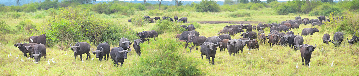 Large herd of African Buffalo (Syncerus caffer) in Queen Elizabeth National Park