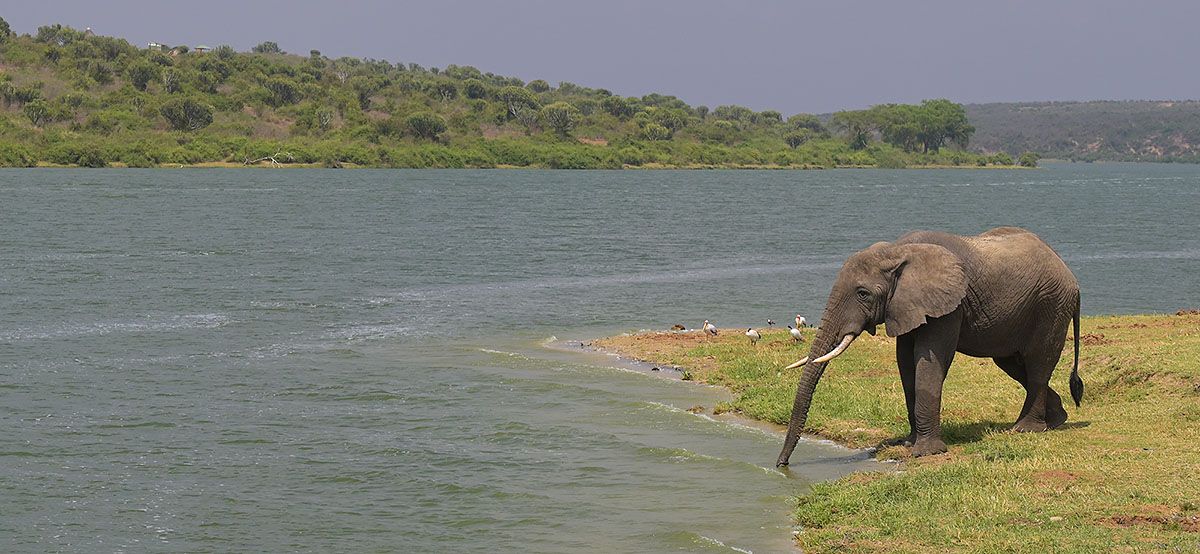 African Savanna Elephant (Loxodonta africana) at the Kazinga Channel in Queen Elizabeth National Park