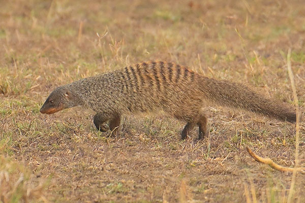 Banded Mongoose (Mungos mungo) in Queen Elizabeth National Park