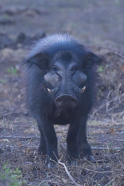 Giant Forest Hog (Hylochoerus meinertzhageni)in Queen Elizabeth National Park