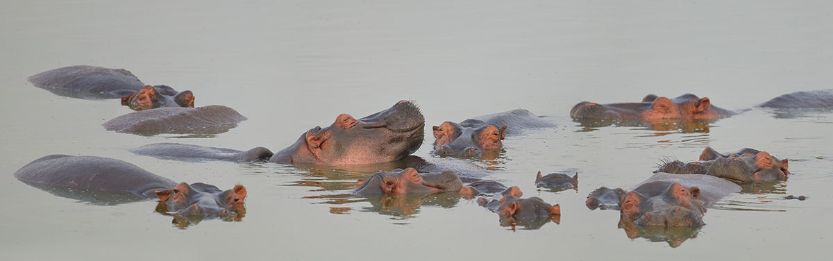 Hippo herd (Hippopotamus amphibius) bathing in the Kazinga Channel