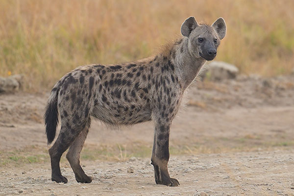 Spotted Hyena (Crocuta crocuta) in Queen Elizabeth National Park