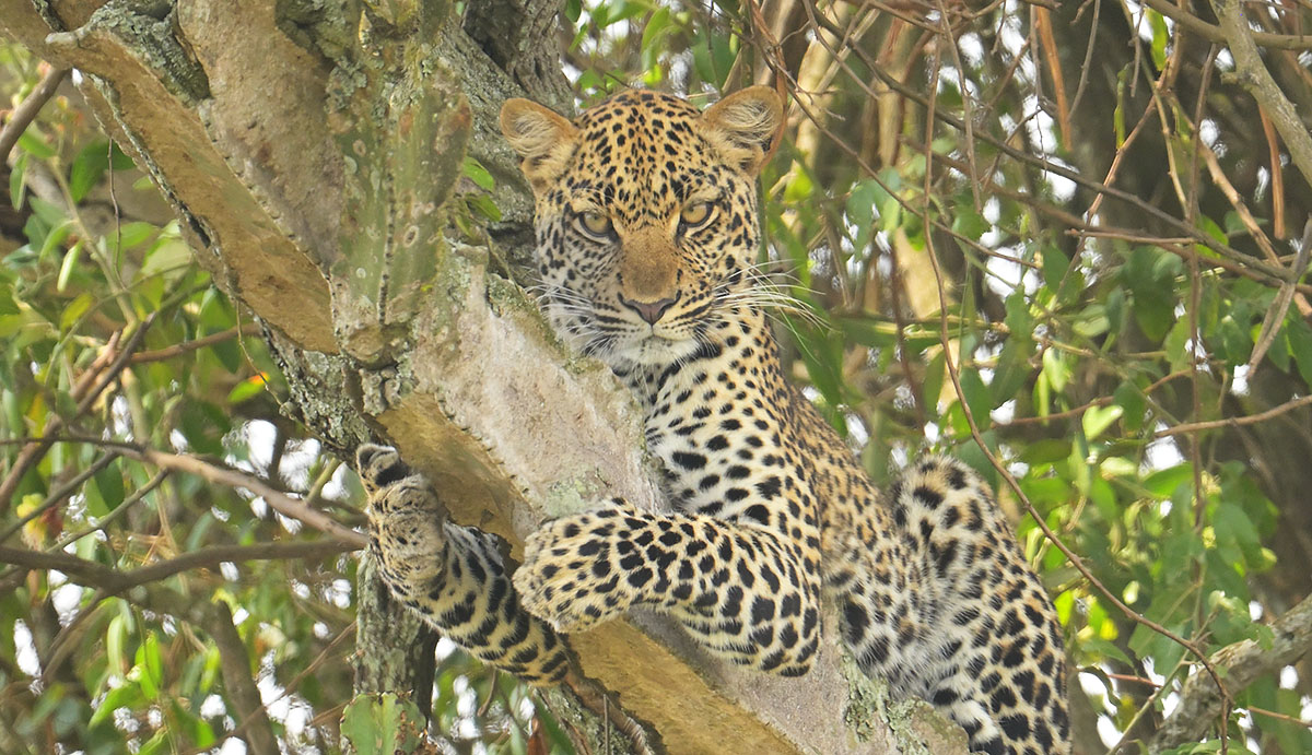 Leopard (Panthera pardus) in a tree in Queen Elizabeth National Park