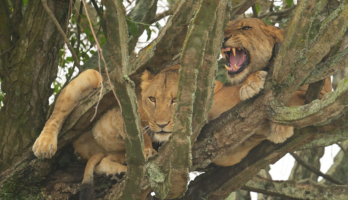 Lions (Panthera leo) in a tree in Queen Elizabeth National Park