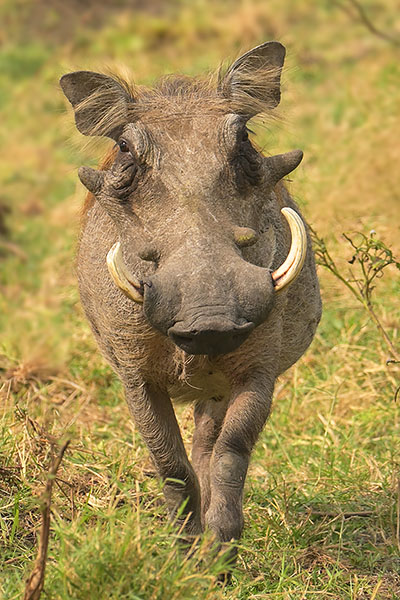 Warthog (Phacochoerus africanus) in Queen Elizabeth National Park