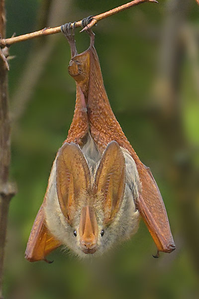 Yellow-winged Bat (Lavia frons) in Queen Elizabeth National Park
