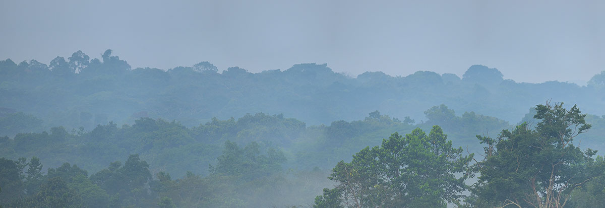 Panorama of the Kibale National Park rainforest