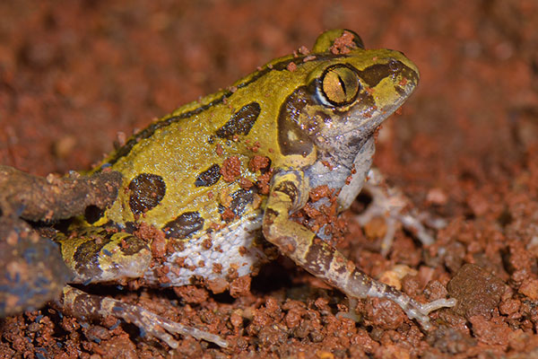 Senegal Running Frog (Kassina senegalensis) in Kibale rainforest