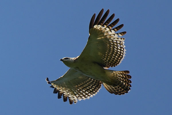 Flores Hawk-eagle (Nisaetus floris) on Flores Island