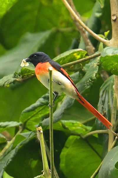 Flores Minivet (Pericrocotus lansbergei) on Flores Island