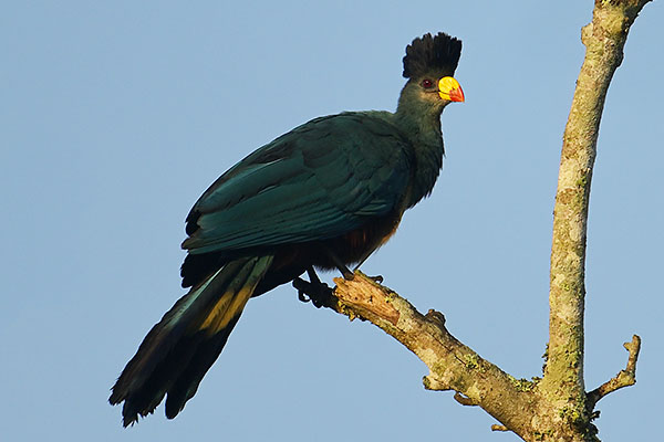 Great Blue Turaco (Corythaeola cristata) in Bigodi Wetland Sanctuary