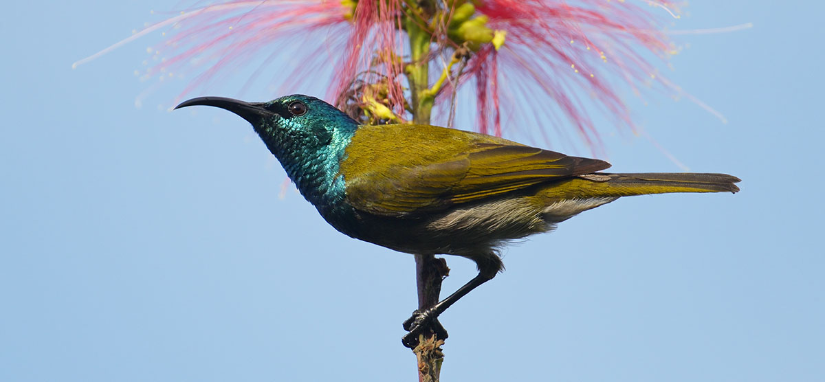 Green-headed Sunbird (Cyanomitra verticalis) at Guereza Canopy Lodge, Uganda