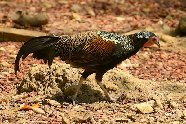 Green Junglefowl (Gallus varius) on Komodo Island