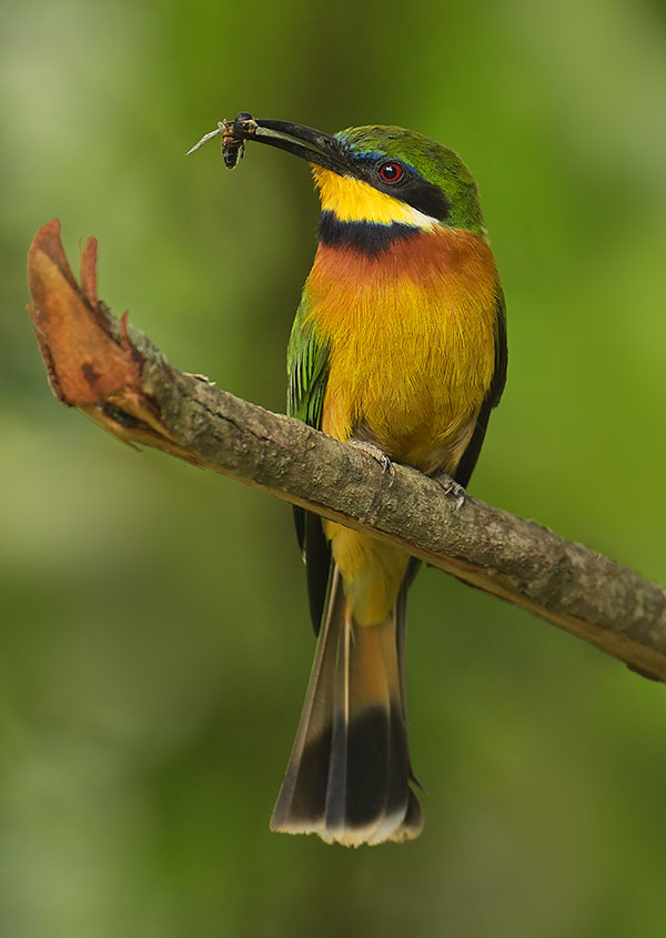Photo of a Little Bee-eater (Merops pusillus) in Bwindi Impenetrable Forest Little Bee-eater (Merops pusillus) in Uganda