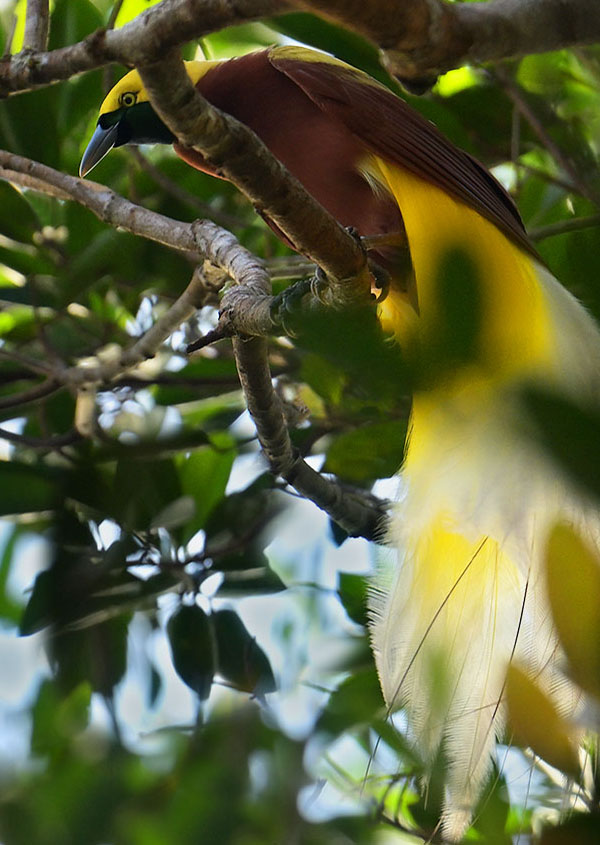 Photo of a Lesser Bird-of-Paradise (Paradisaea minor) in New Guinea Lesser Bird-of-Paradise (Paradisaea minor) in the forest of Papua