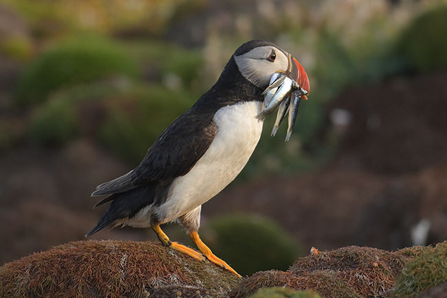 Photo of a Puffin (Fratercula arctica) with fish on Skokholm Island Puffin (Fratercula arctica) in Pembrokeshire, Wales