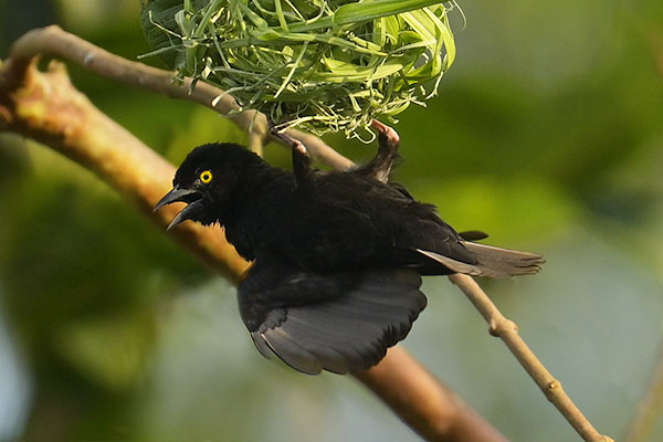 Vieillot's Black Weaver (Ploceus nigerrimus) nest building