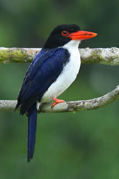 White-rumped Kingfisher (Caridonax fulgidus) on Flores Island