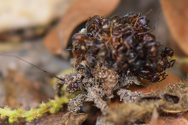Assassin bug nymph (Acanthaspis petax) with a covering of dead ants