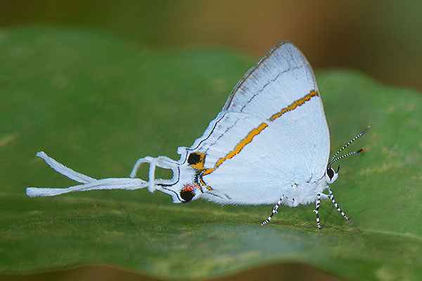 Large Fairy Hairstreak (Hypolycaena antifaunus) in Semuliki National Park