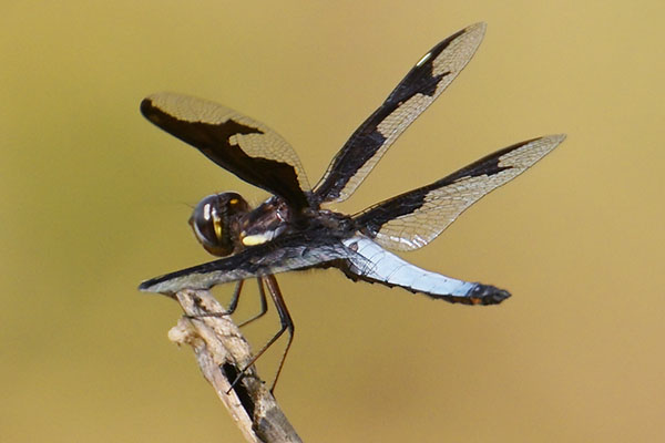 Portia Widow dragonfly (Palpopleura portia) in Bigodi Wetland Sanctuary