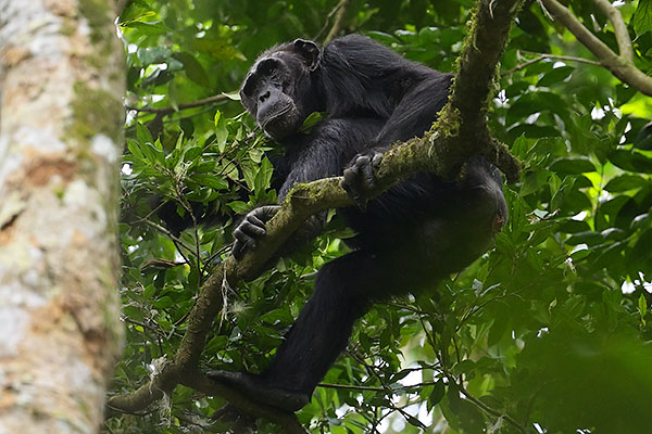 Chimpanzee (Pan troglodytes) in a tree in Kibale National Park
