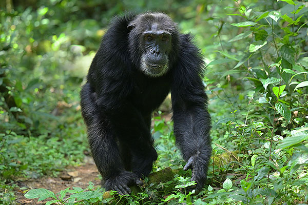 Chimpanzee (Pan troglodytes) walking in Kibale