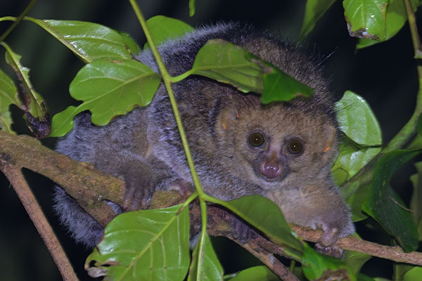 East African potto (Perodicticus ibeanus) in Kibale National Park