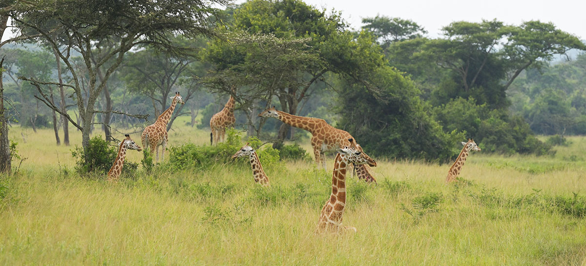 Giraffes (Giraffa camelopardalis) in long grass in Uganda