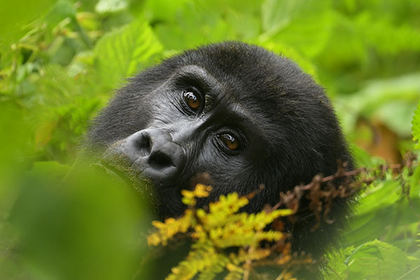 Eastern Gorilla (Gorilla beringei) in Bwindi Impenetrable Forest