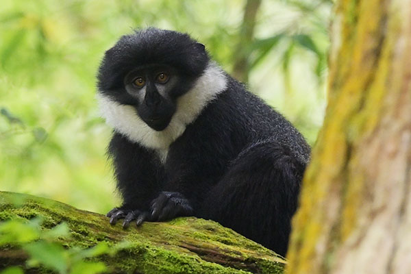 Photo of a L'Hoest's Monkey (Allochrocebus lhoesti) in Uganda L'Hoest's Monkey (Allochrocebus lhoesti) in Bwindi Impenetrable Forest