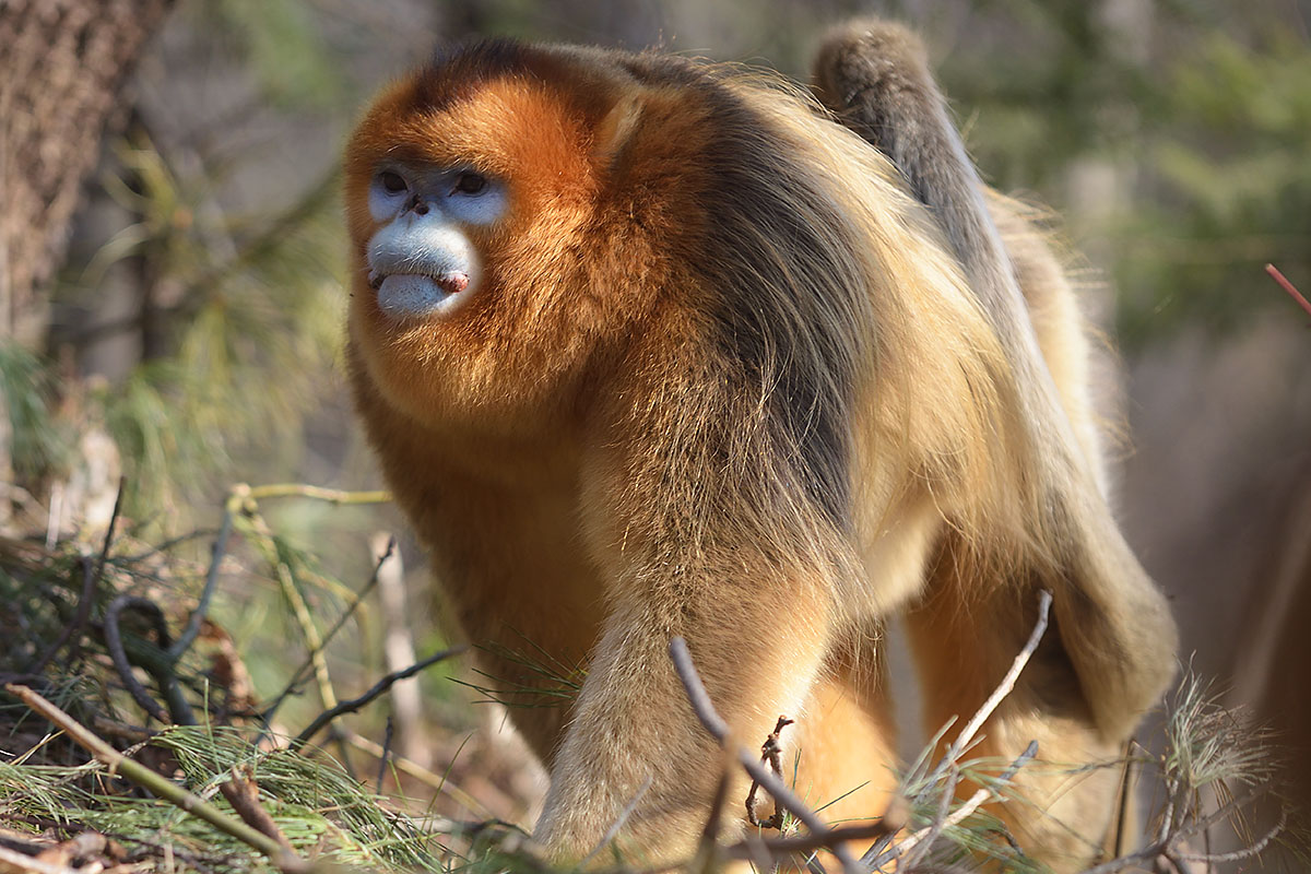 Golden Snub Nosed Monkey Male Golden Snub Nosed Monkey Wisconsin