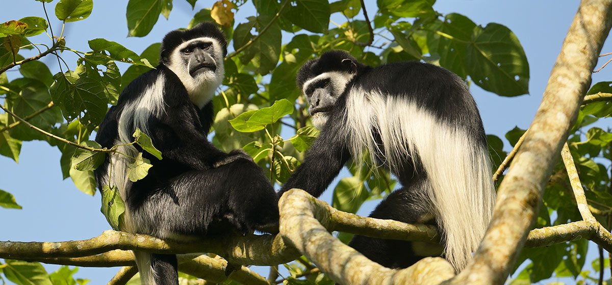 Mantled Guereza (Colobus guereza) in Kibale National Park