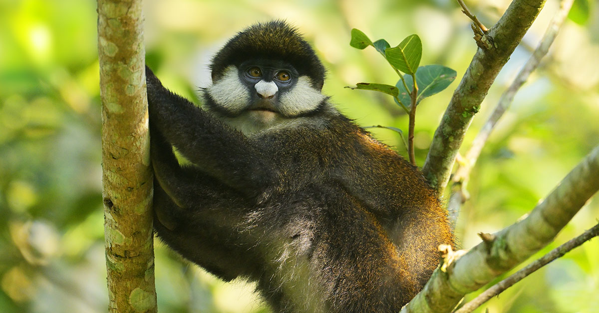 Red-tailed Monkey (Cercopithecus ascanius) in Bigodi Wetland Sanctuary