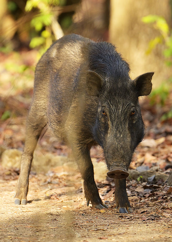 Wild Boar (Sus scrofa) on Komodo Island