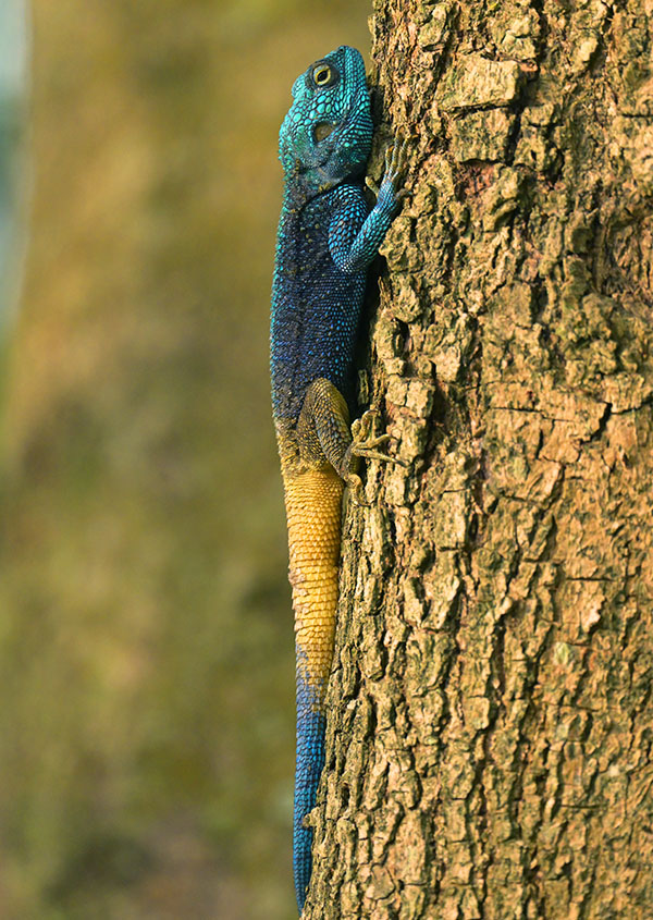 Blue-headed Tree Agama (Acanthocercus ugandaensis) in Semuliki National Park